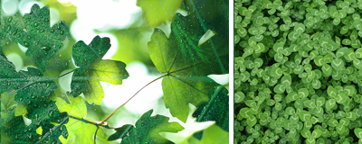 Go Green